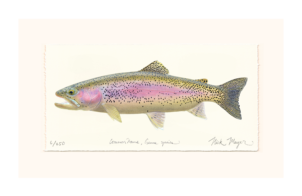 Rainbow Trout III Limited Edition Print Nick Mayer
