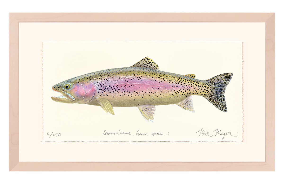 Rainbow Trout III Limited Edition Print Nick Mayer