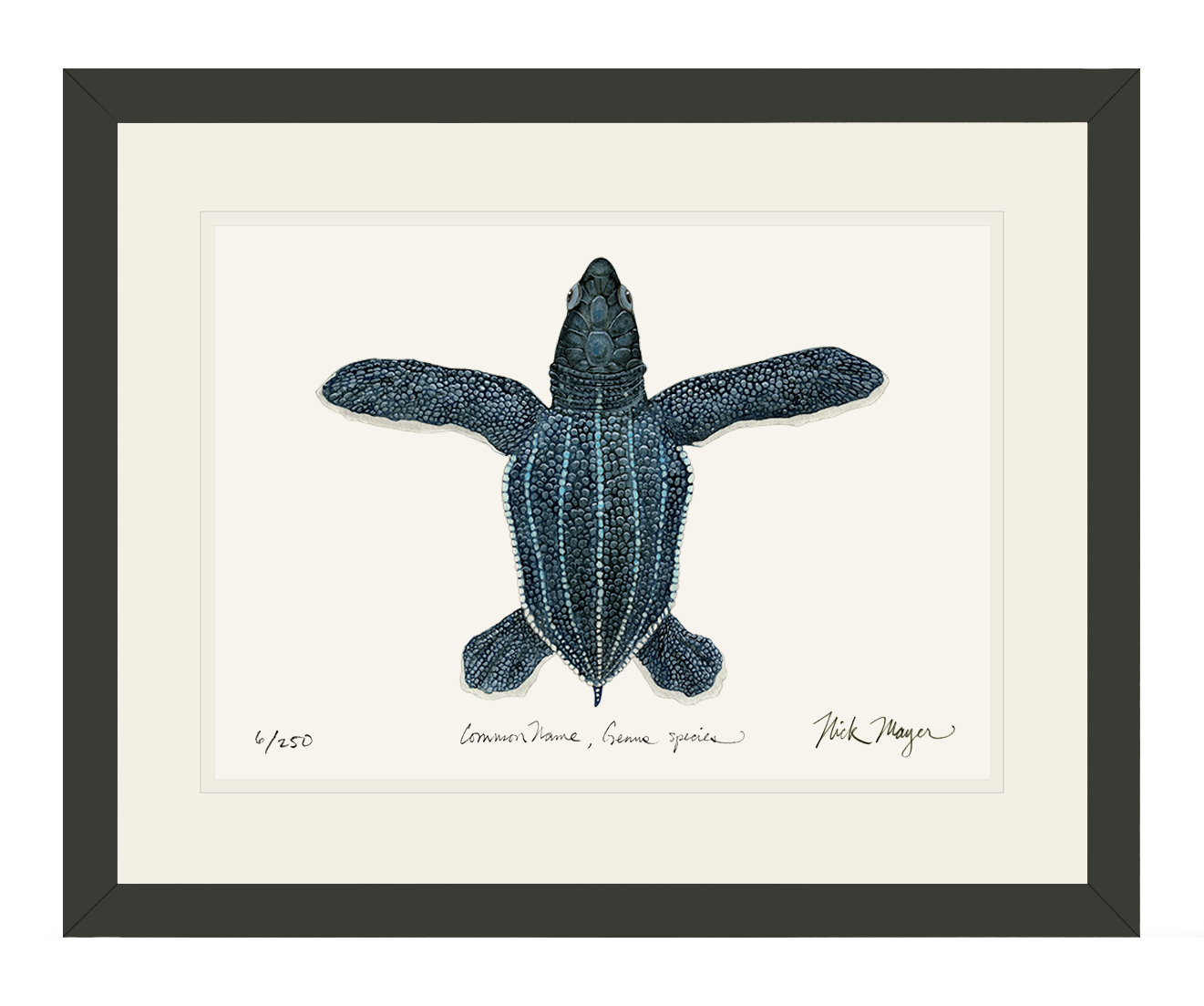 Hatchling Leatherback Sea Turtle Limited Edition Print - NEW