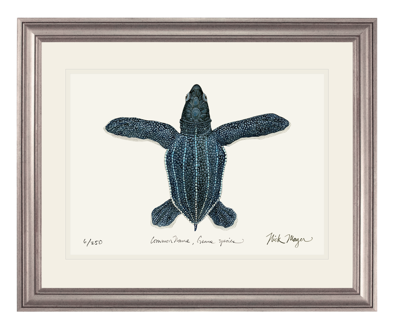 Hatchling Leatherback Sea Turtle Limited Edition Print - NEW