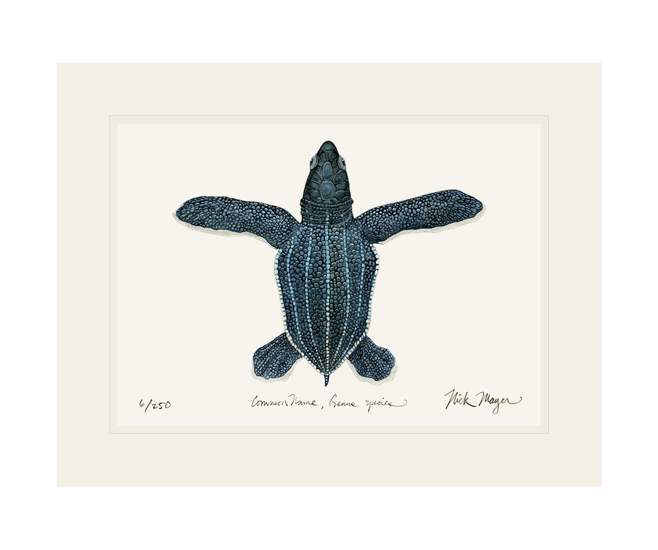 Hatchling Leatherback Sea Turtle Limited Edition Print - NEW