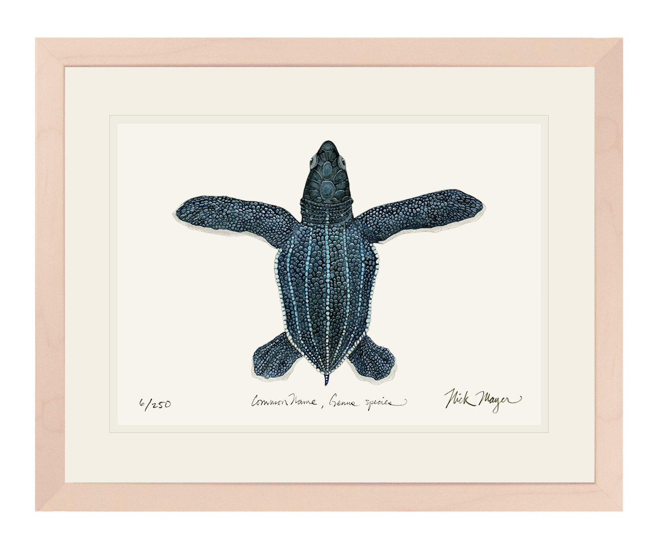 Hatchling Leatherback Sea Turtle Limited Edition Print - NEW