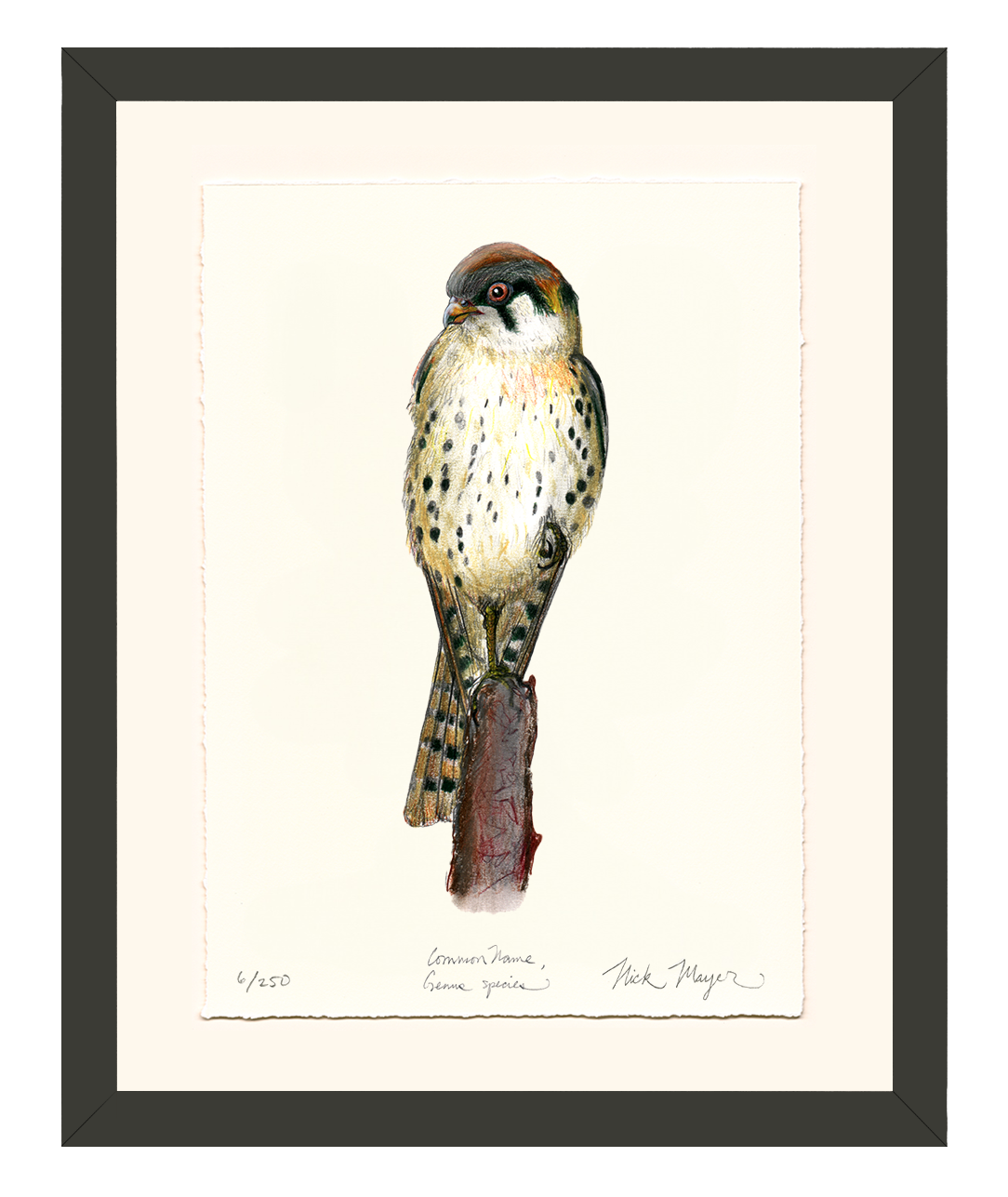 American Kestrel Limited Edition Limited Edition Print
