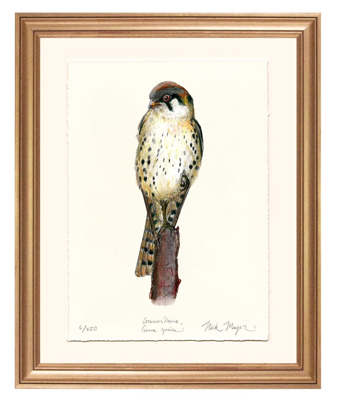 American Kestrel Limited Edition Limited Edition Print