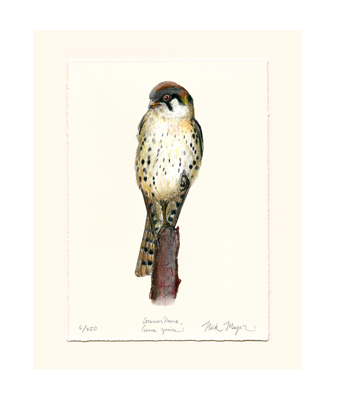 American Kestrel Limited Edition Limited Edition Print