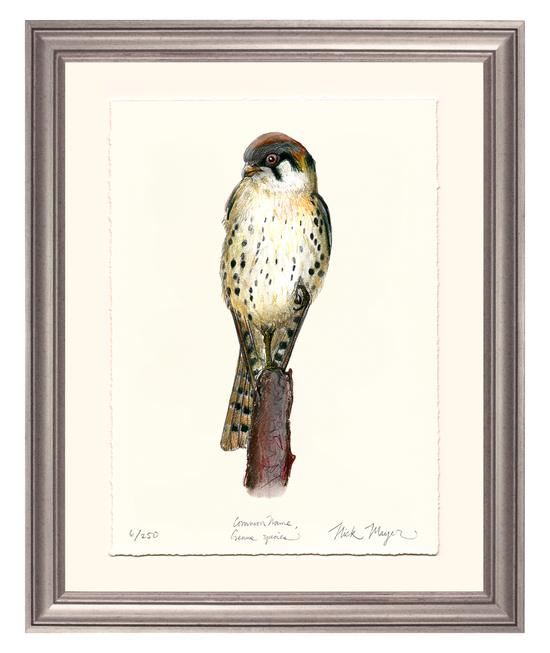 American Kestrel Limited Edition Limited Edition Print