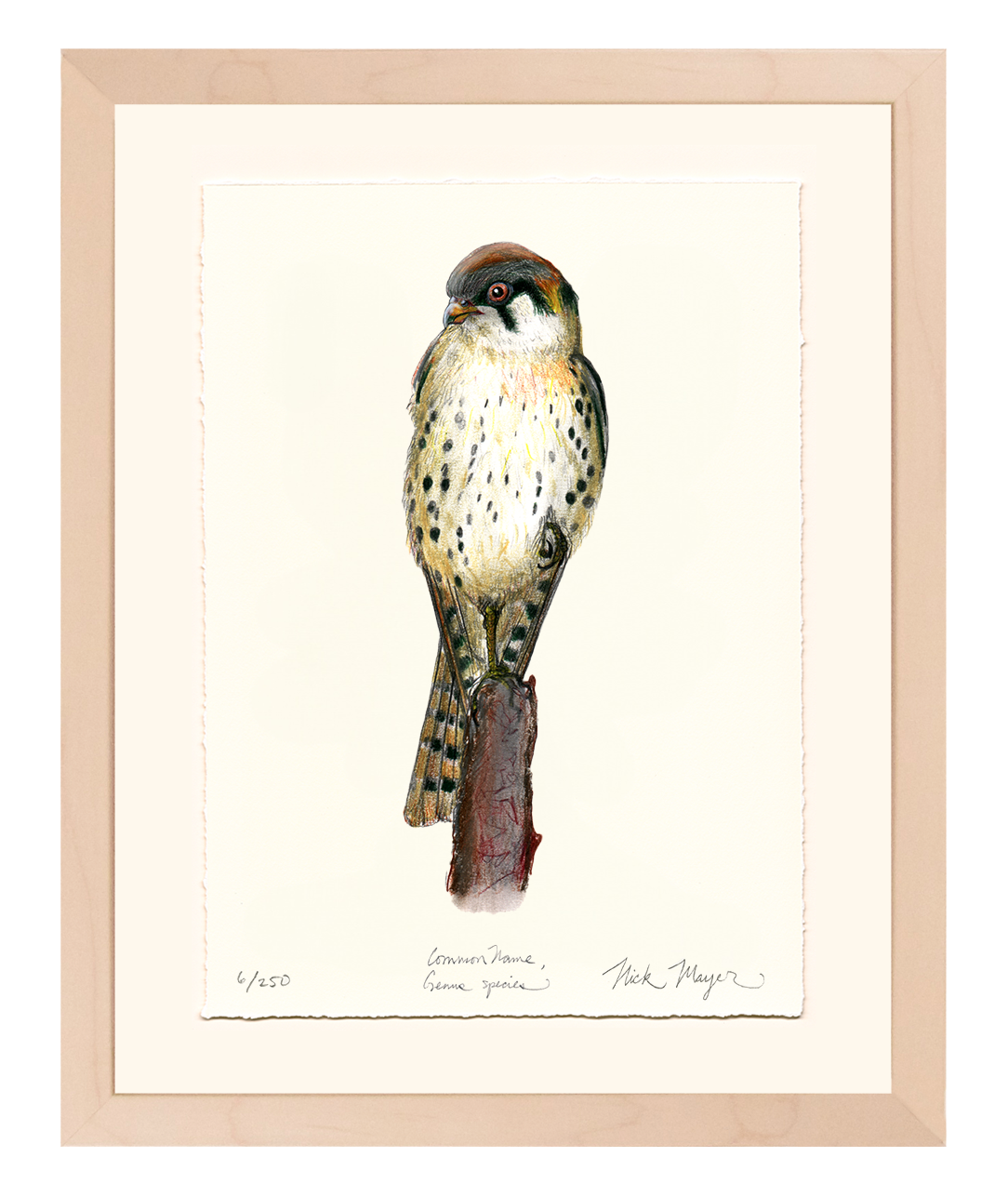 American Kestrel Limited Edition Limited Edition Print