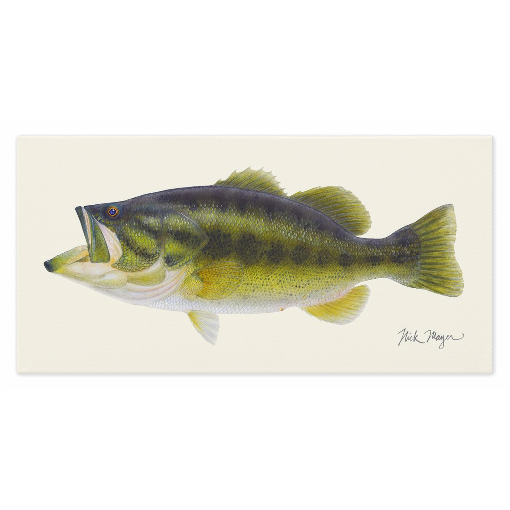 Largemouth Bass Canvas Print