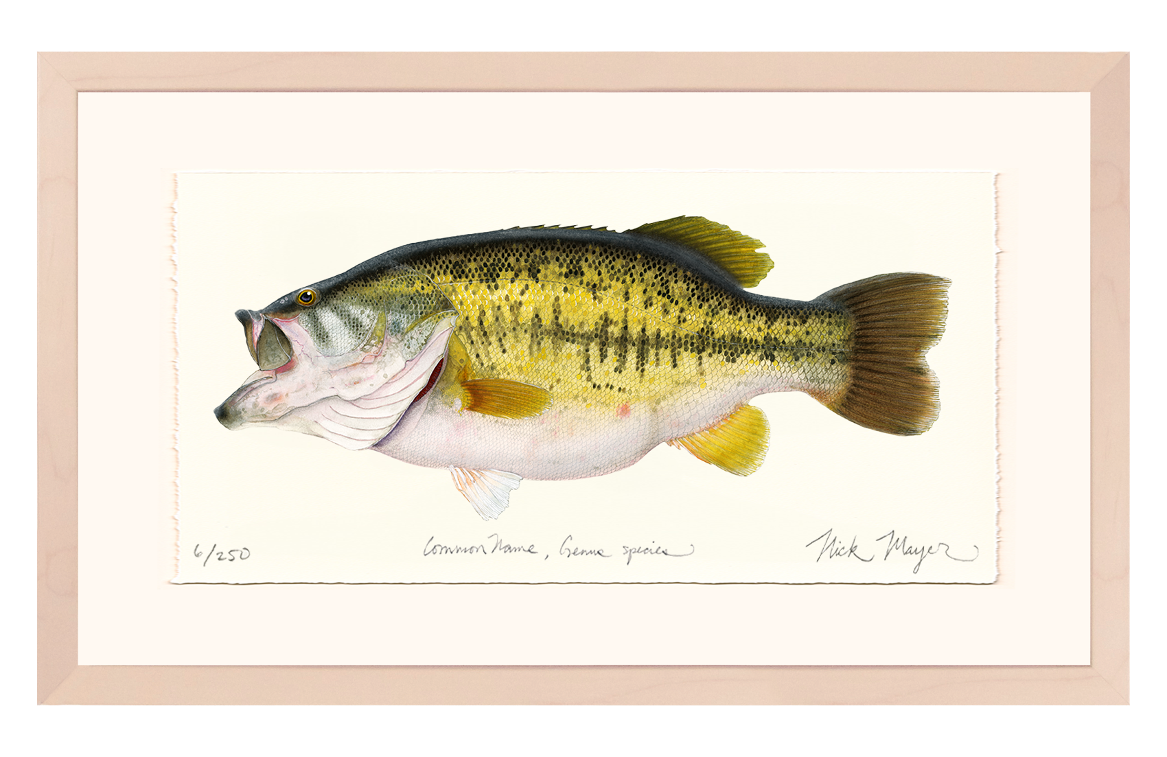 Largemouth Bass II, 14 lb Sharelunker Limited Edition Print