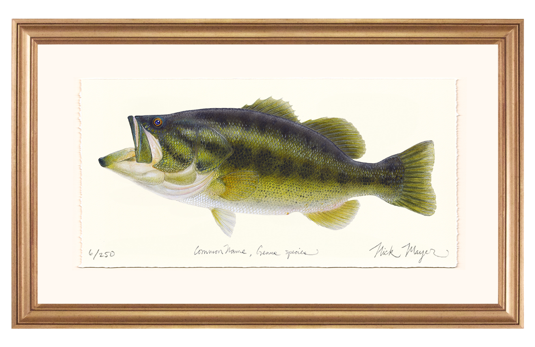 Largemouth Bass I Limited Edition Print