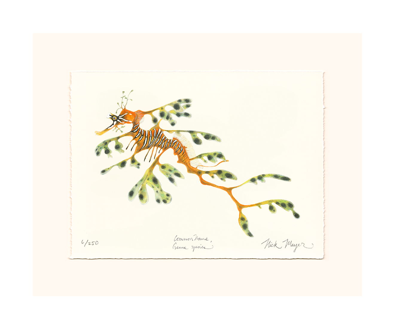 Leafy Seadragon Limited Edition Print