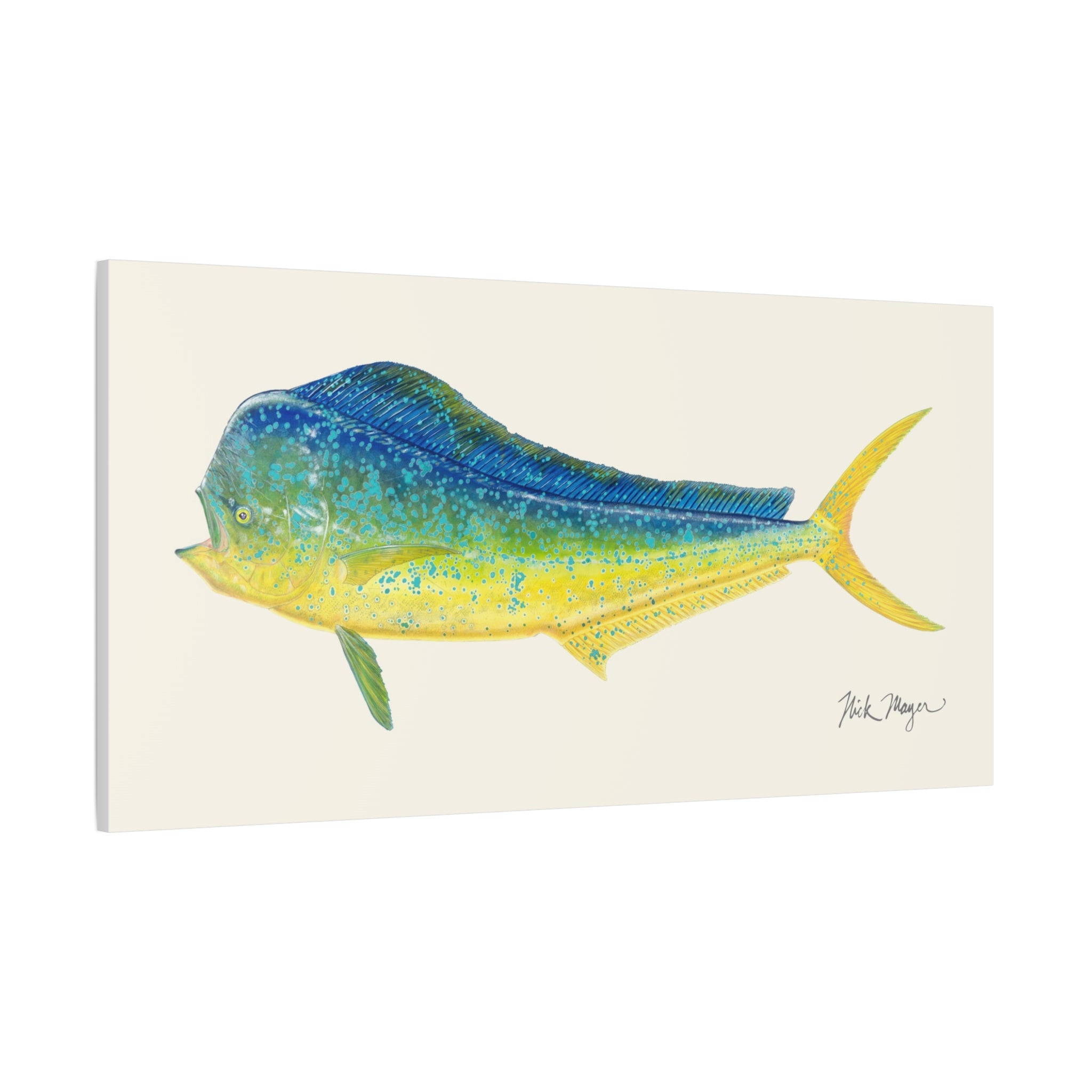 Bull Mahi Mahi Canvas Print, 10" x 20" - Only 1 Available Ready to Ship