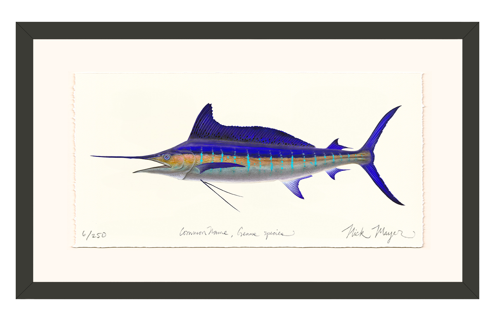 Striped Marlin Limited Edition Print