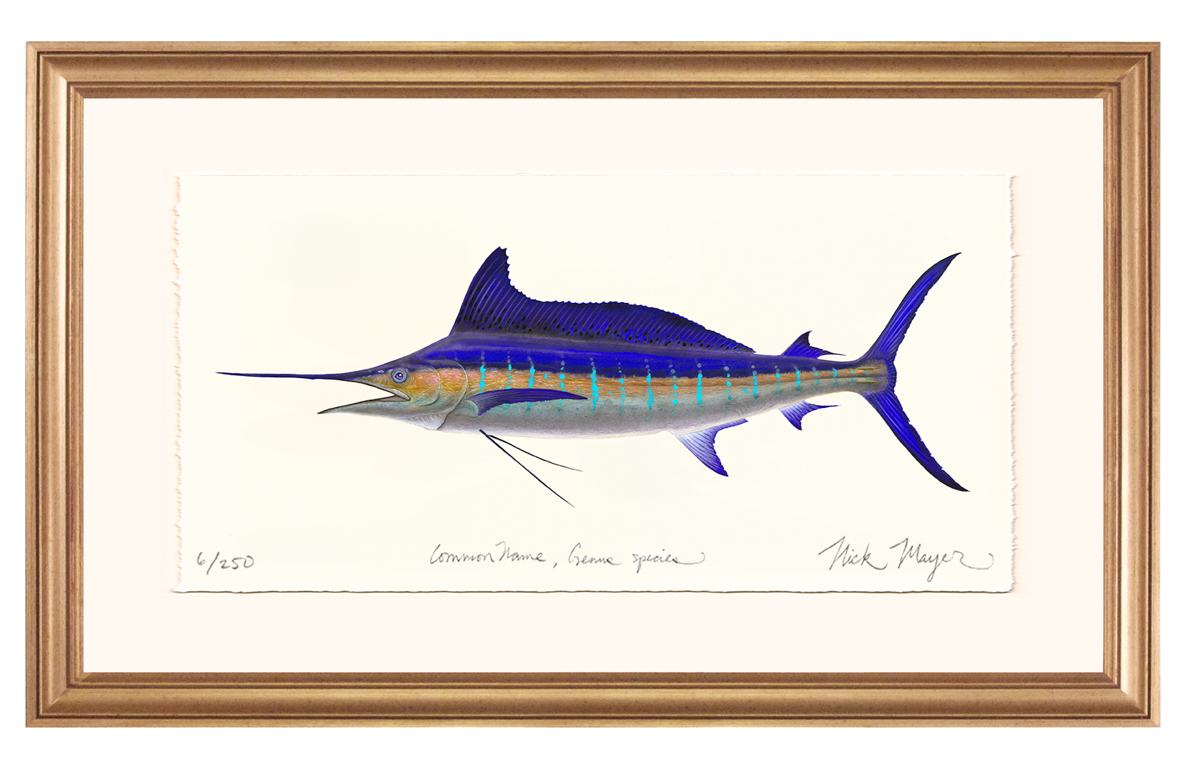 Striped Marlin Limited Edition Print