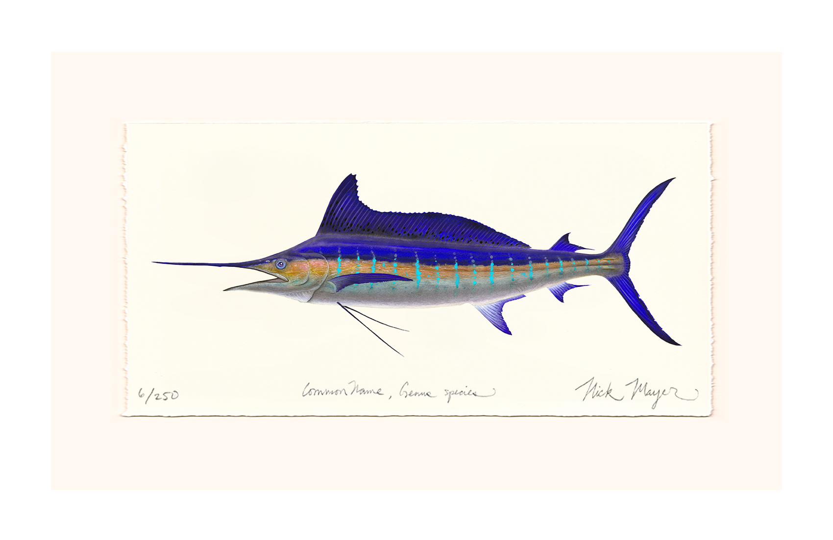 Striped Marlin Limited Edition Print