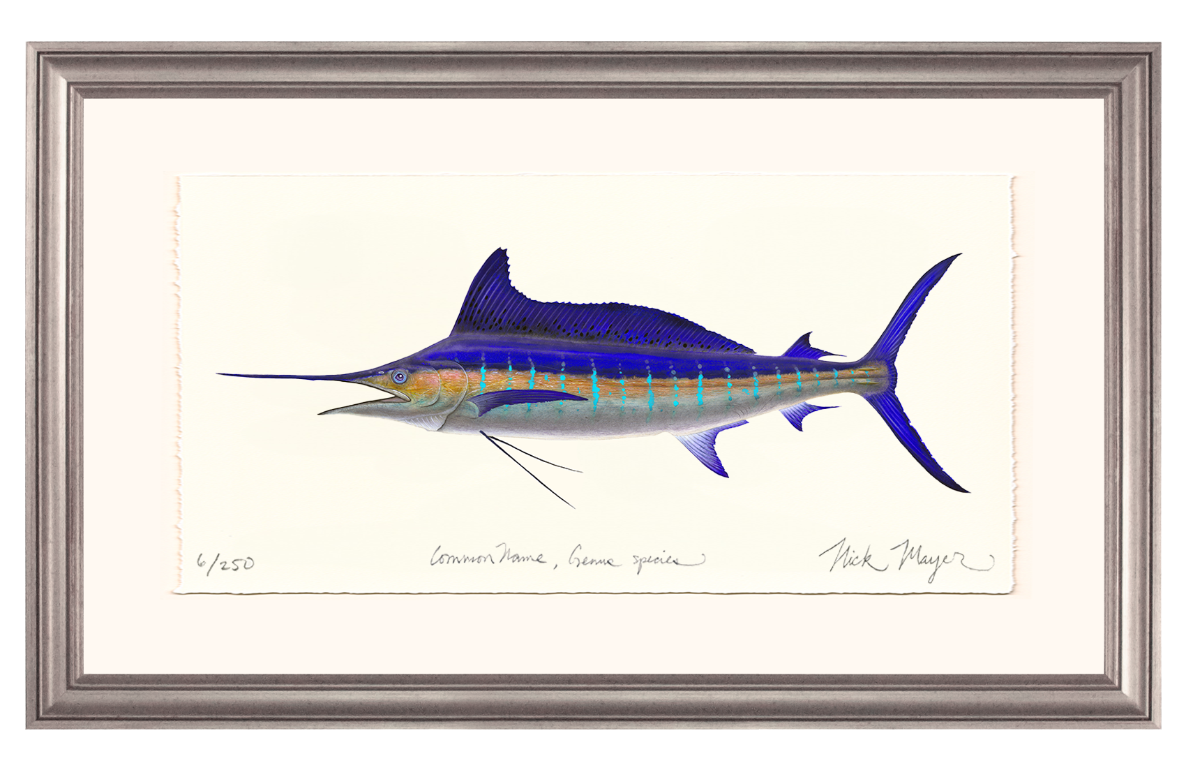 Striped Marlin Limited Edition Print