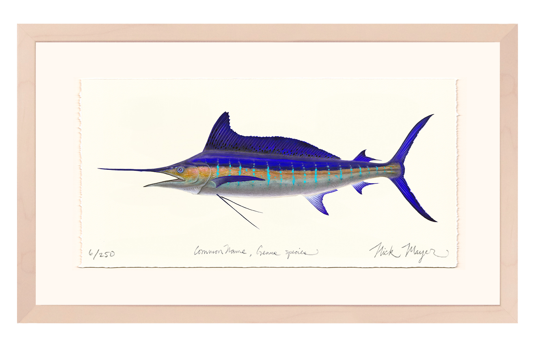 Striped Marlin Limited Edition Print