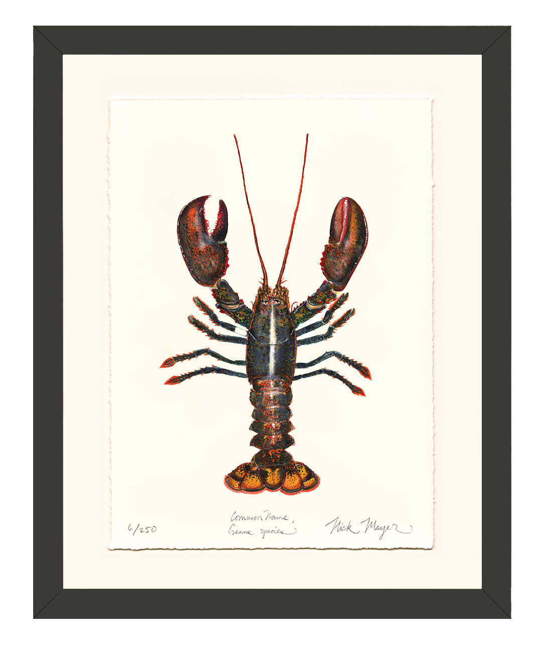 Northern Lobster I Limited Edition Print