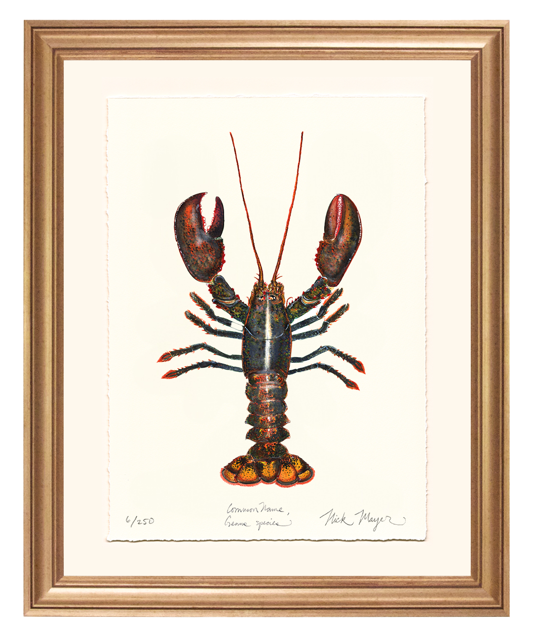 Northern Lobster I Limited Edition Print
