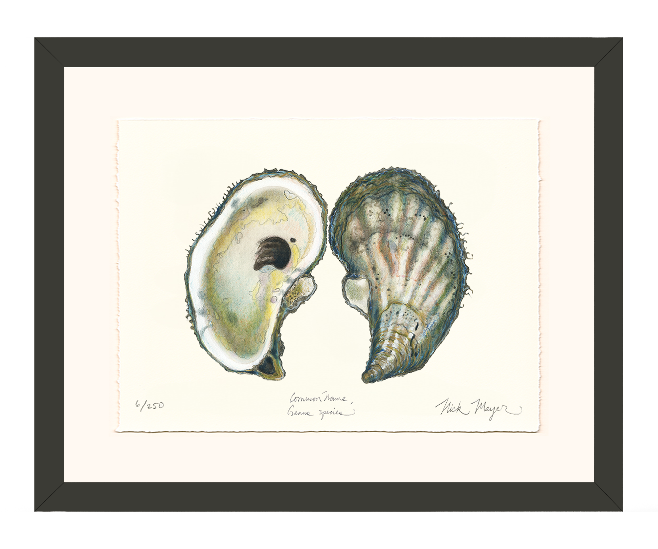 Atlantic Oyster I Limited Edition Print