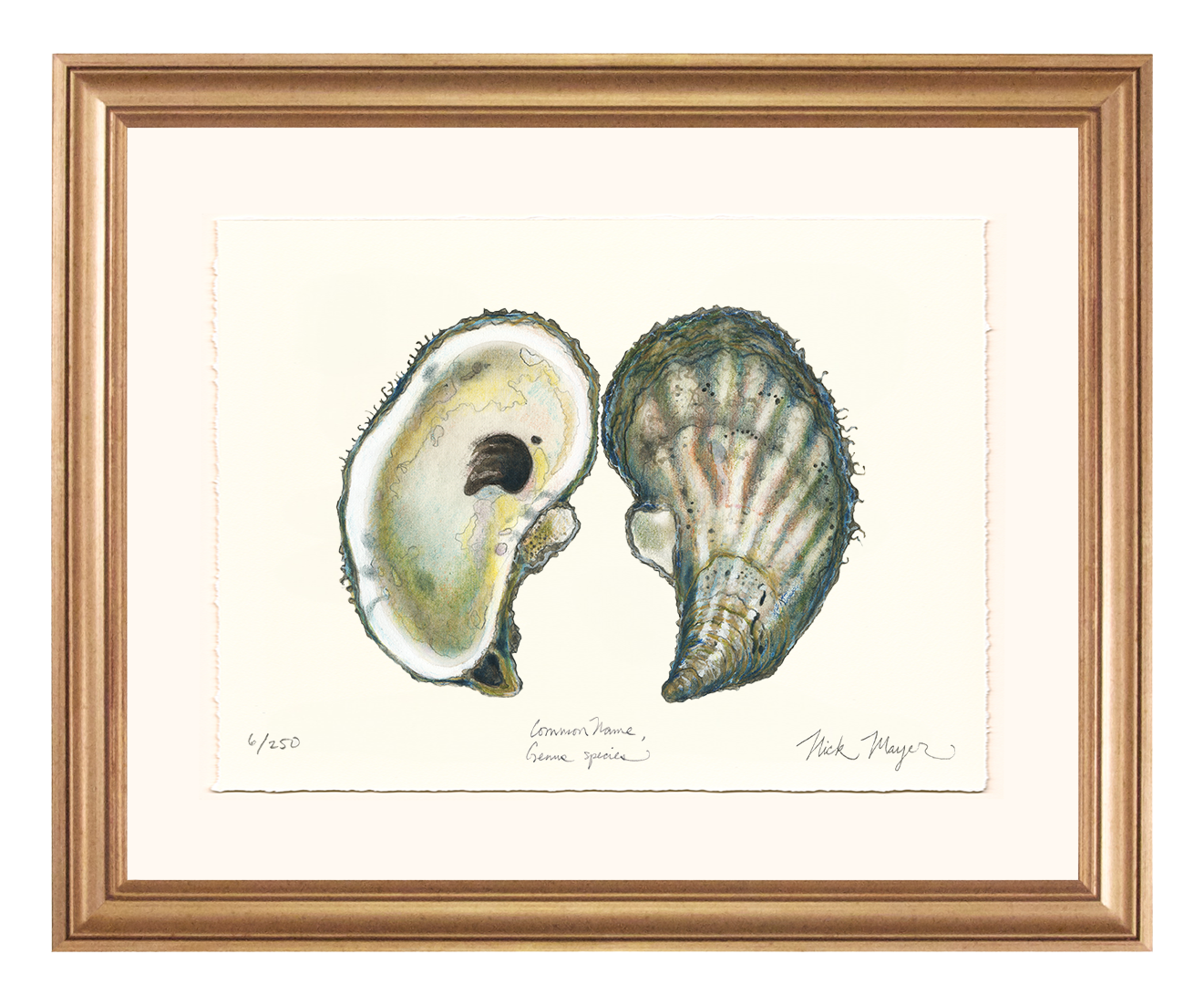 Atlantic Oyster I Limited Edition Print