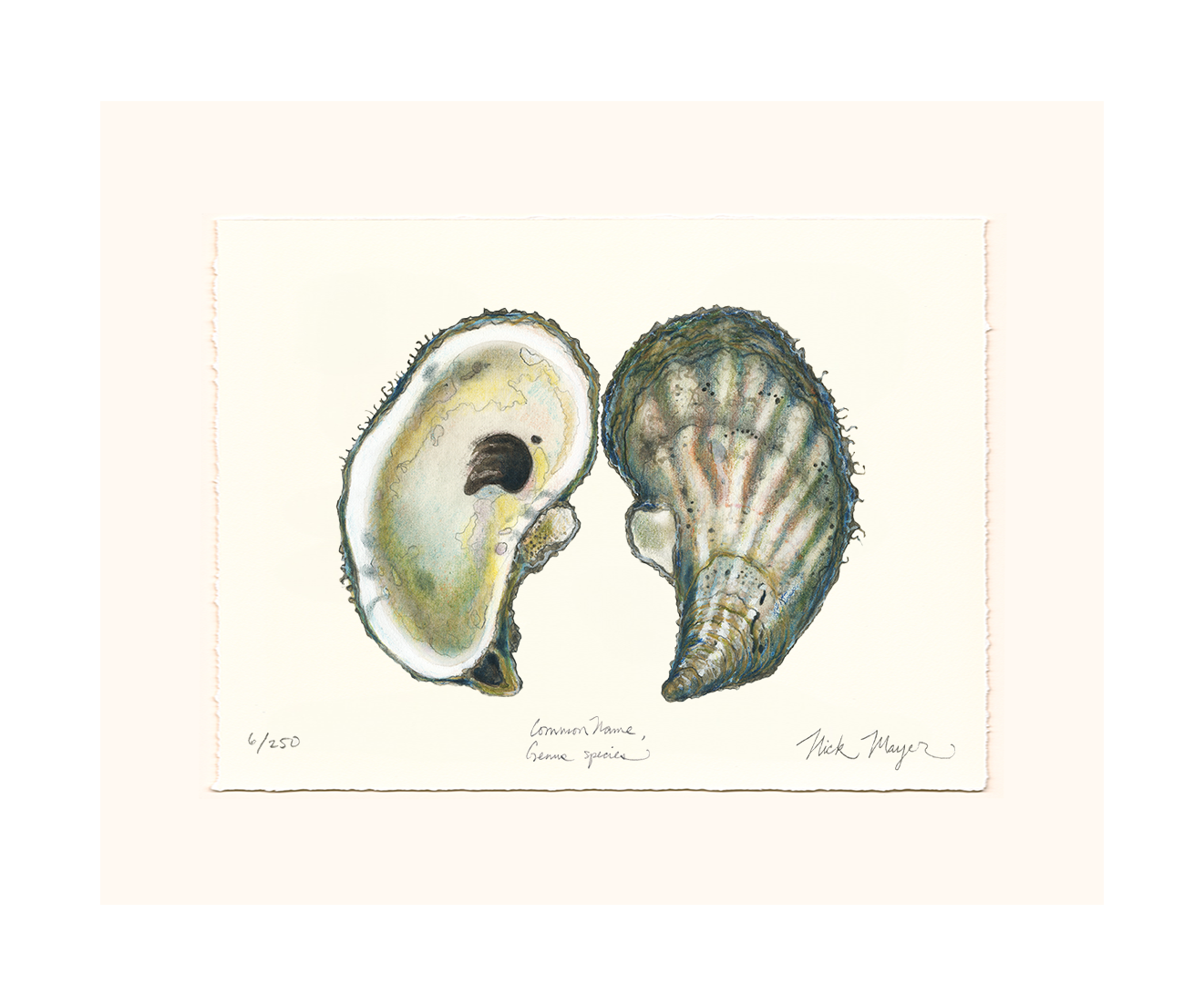 Atlantic Oyster I Limited Edition Print