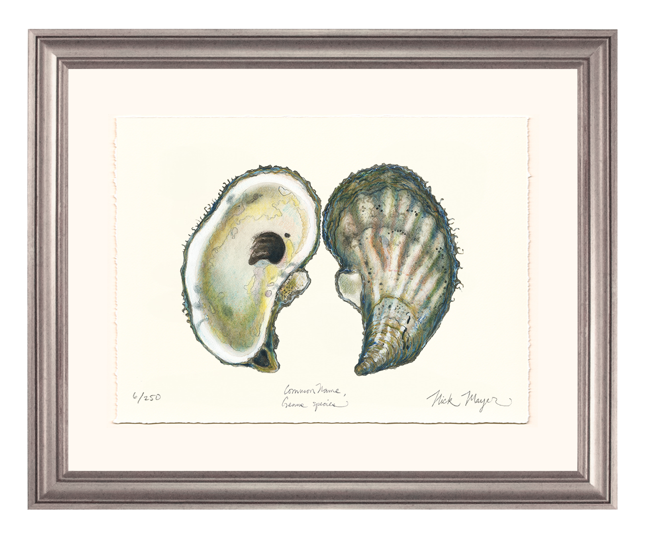 Atlantic Oyster I Limited Edition Print