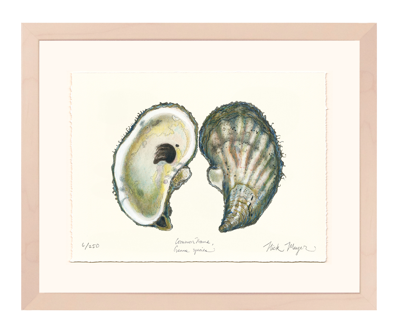 Atlantic Oyster I Limited Edition Print