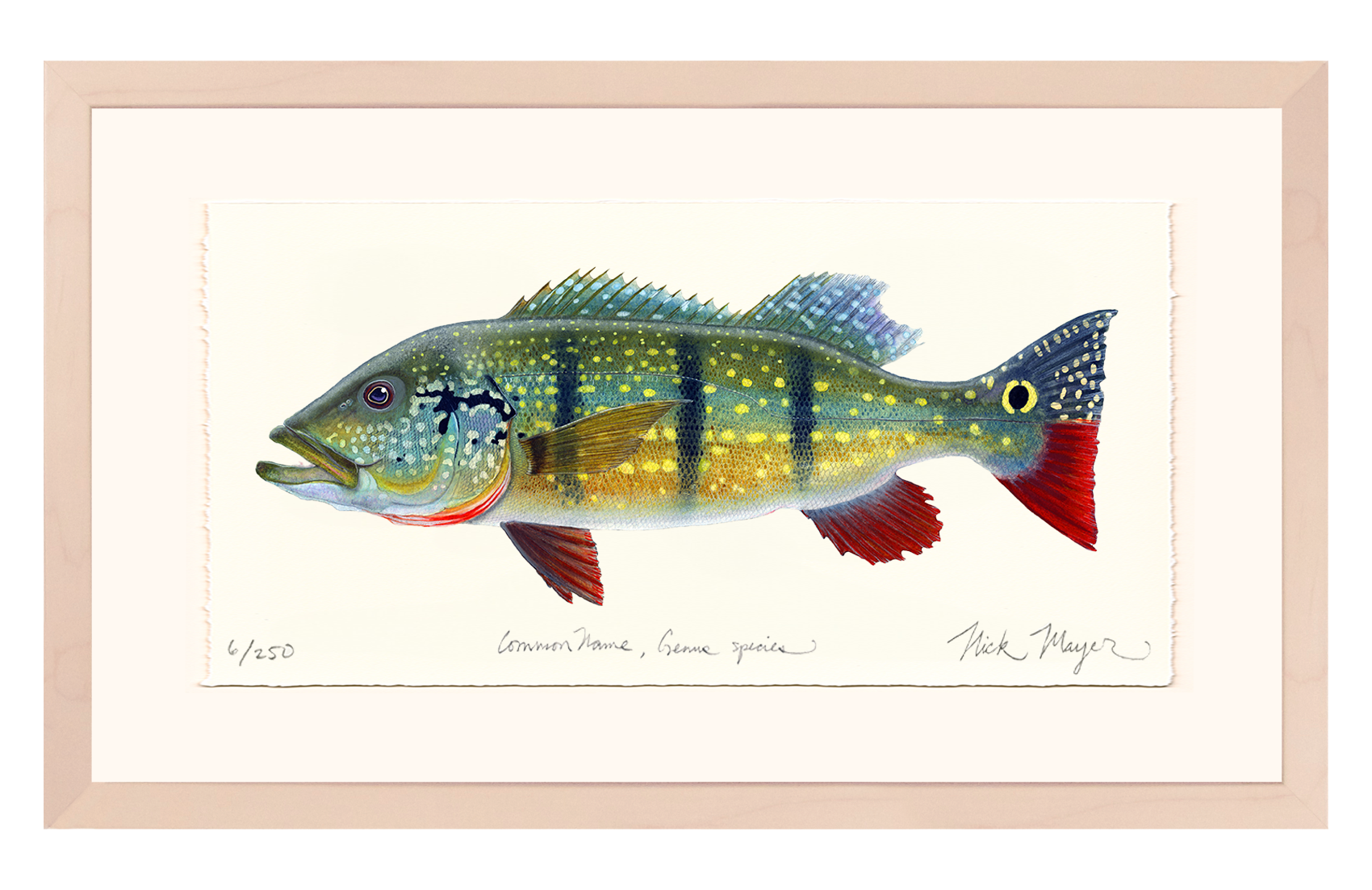 NEW! Peacock Bass Limited Edition Print