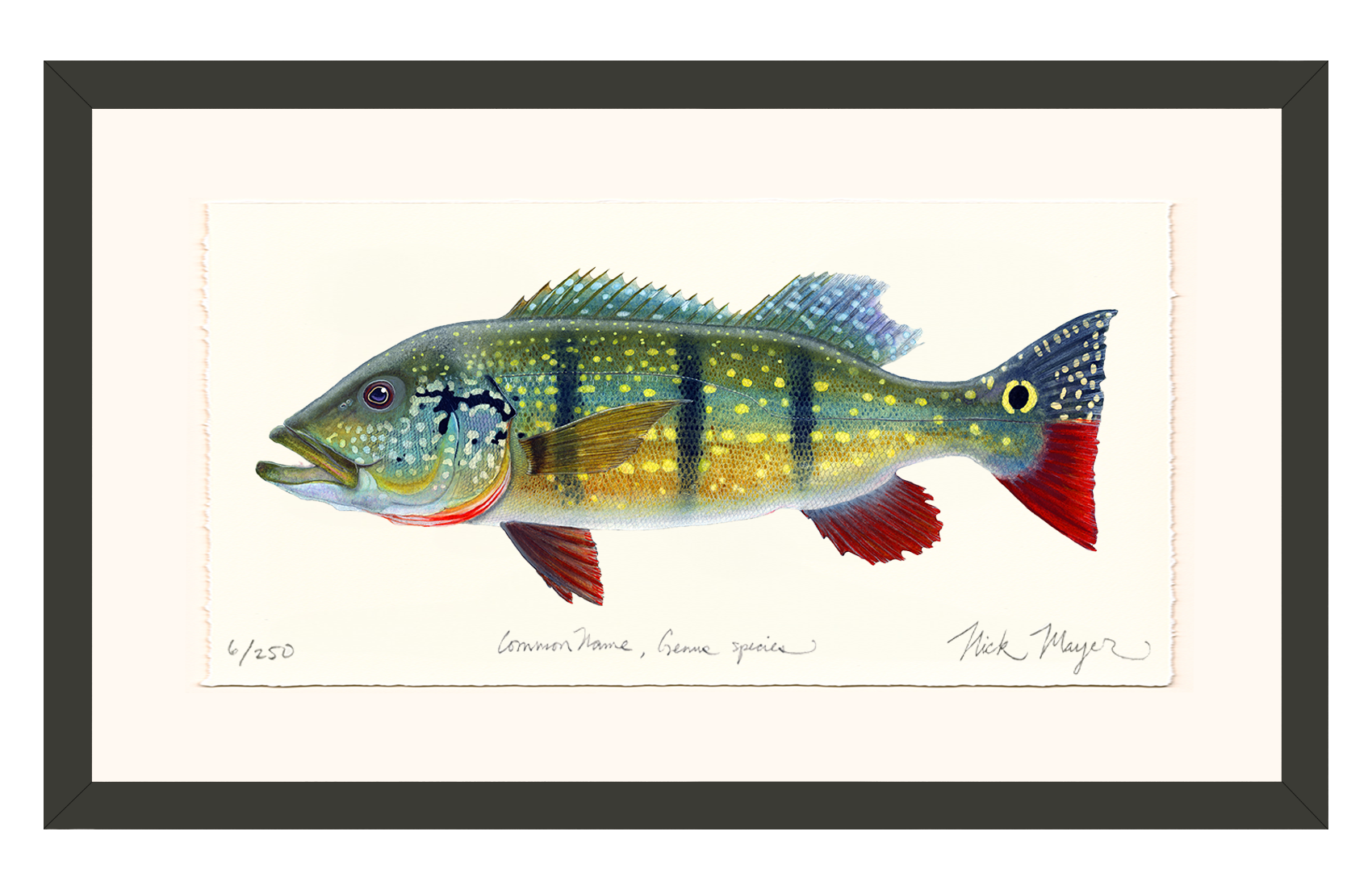 NEW! Peacock Bass Limited Edition Print