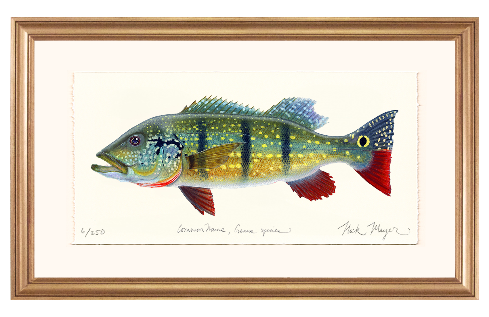 NEW! Peacock Bass Limited Edition Print