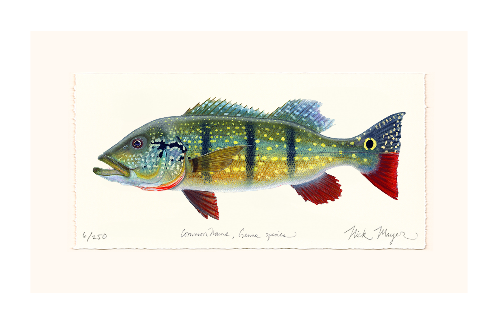NEW! Peacock Bass Limited Edition Print