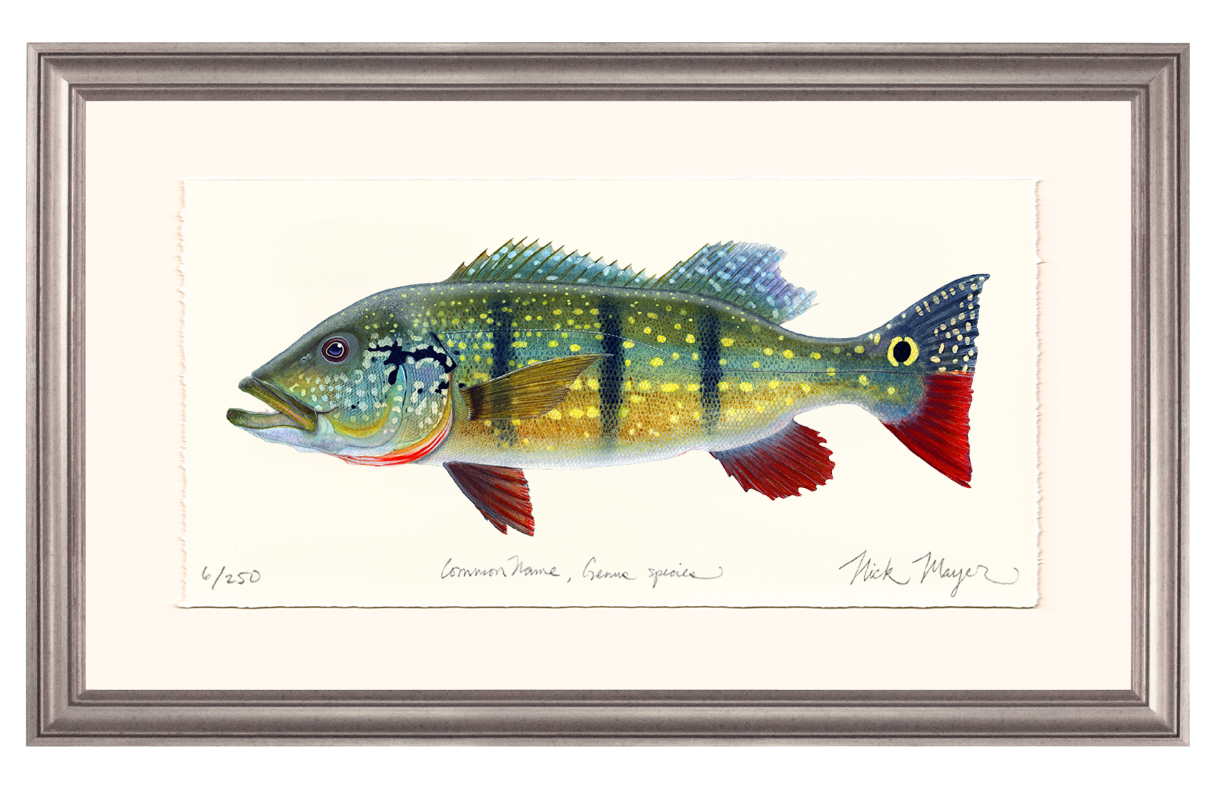 NEW! Peacock Bass Limited Edition Print
