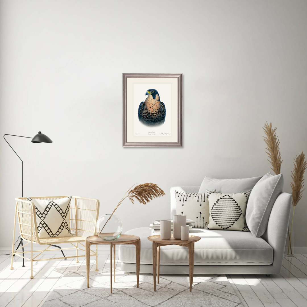 Peregrine Falcon Limited Edition Print