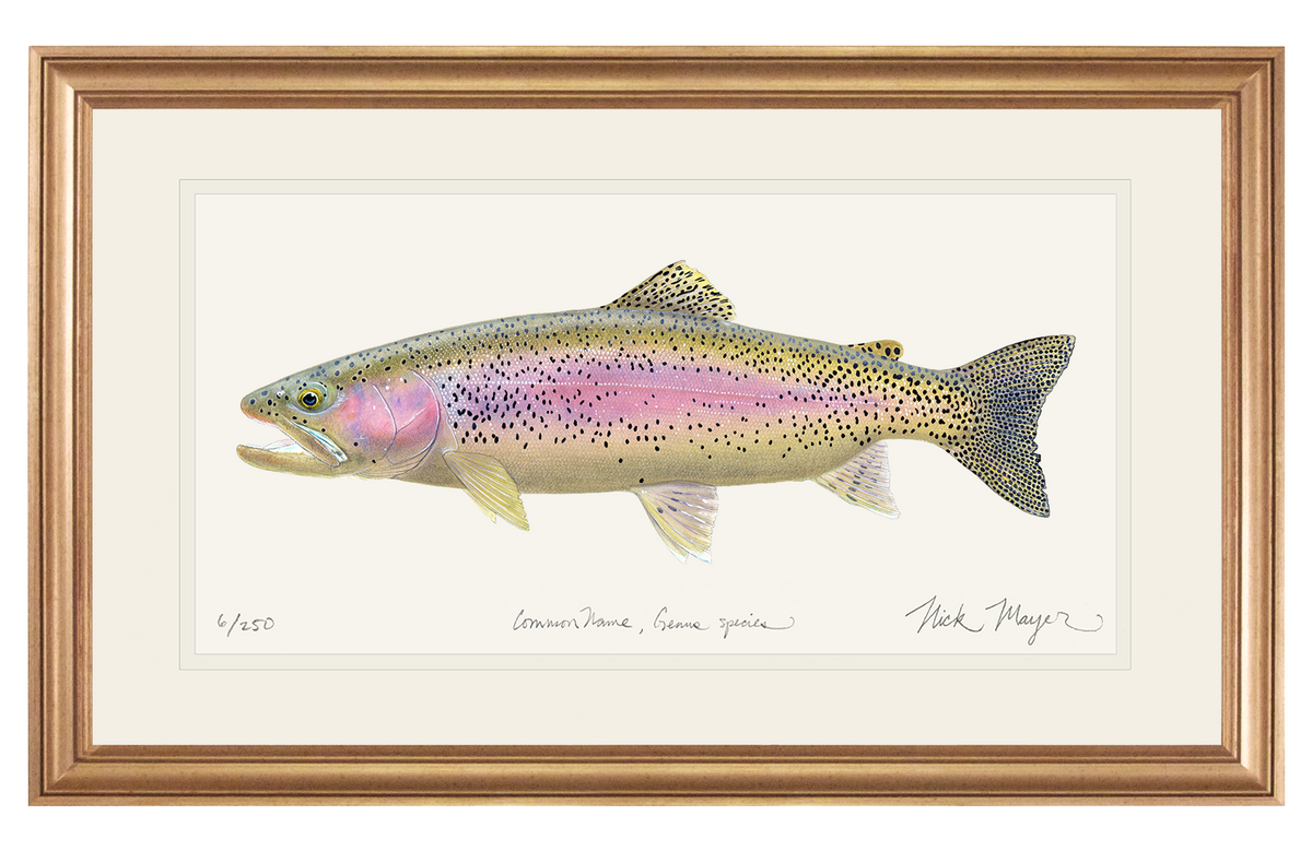 Rainbow Trout III Limited Edition Print Nick Mayer