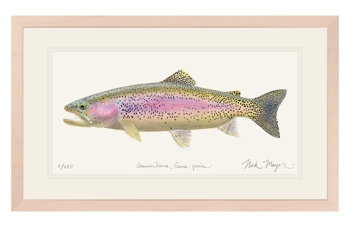Rainbow Trout III Limited Edition Print Nick Mayer