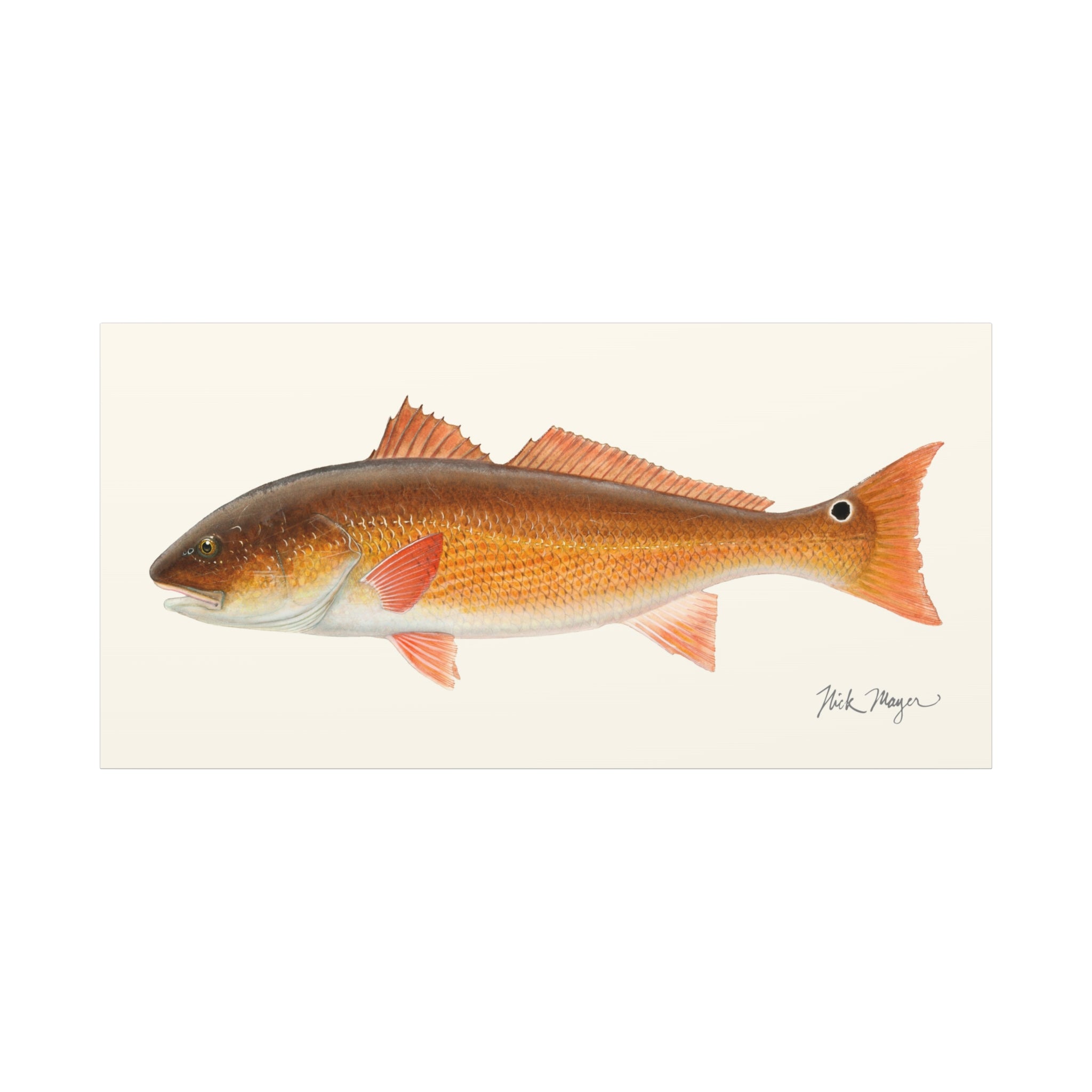 Redfish, 15 lbs Canvas Print, 10" x 20"