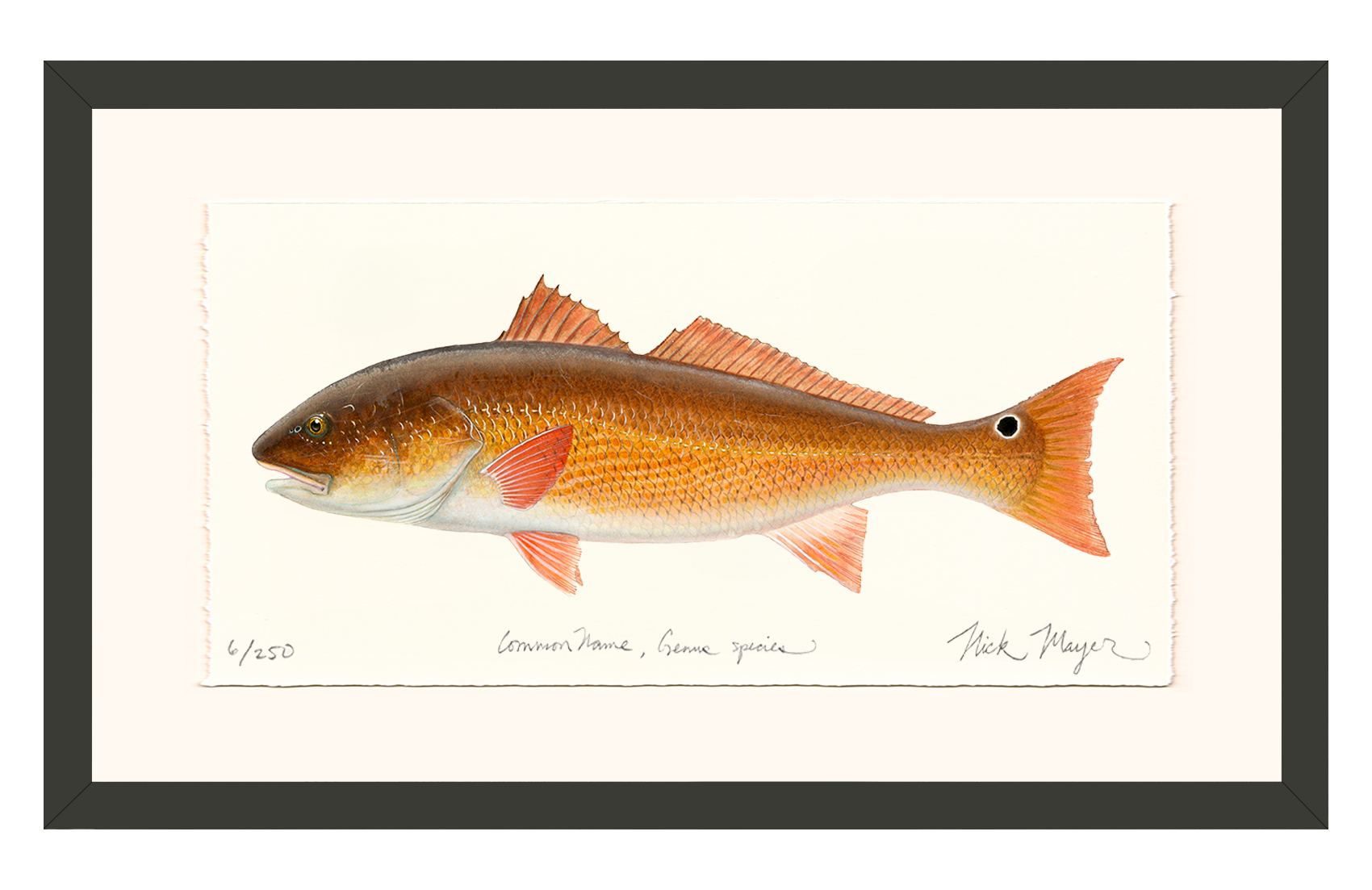 Redfish, 15 lbs. Limited Edition Print