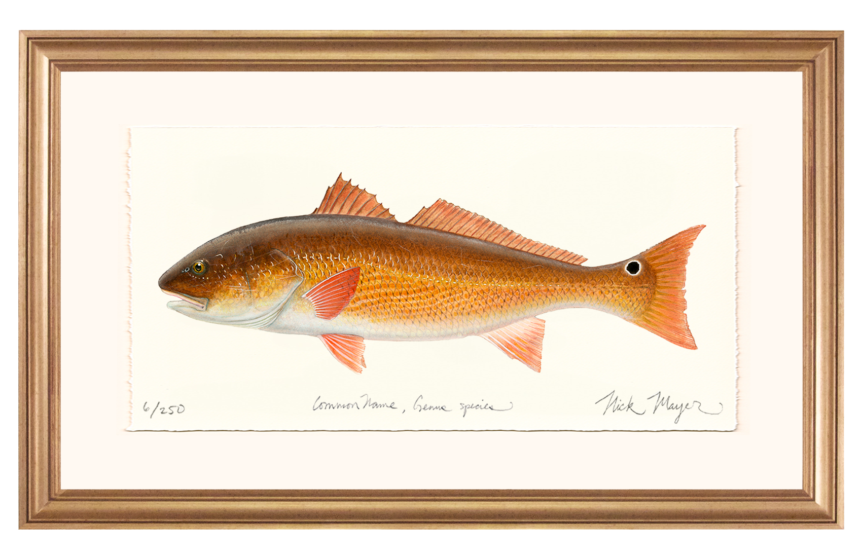 Redfish, 15 lbs. Limited Edition Print