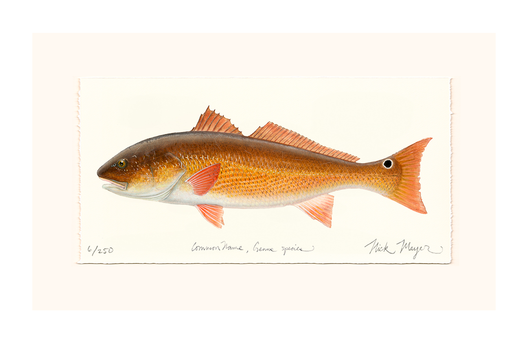 Redfish, 15 lbs. Limited Edition Print