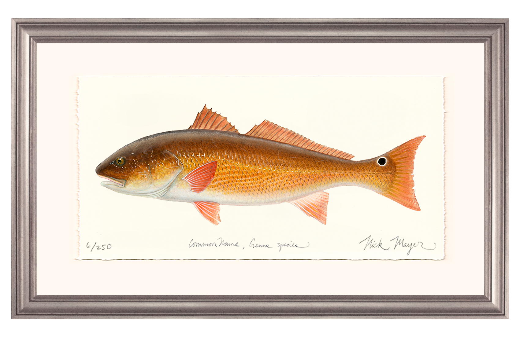 Redfish, 15 lbs. Limited Edition Print