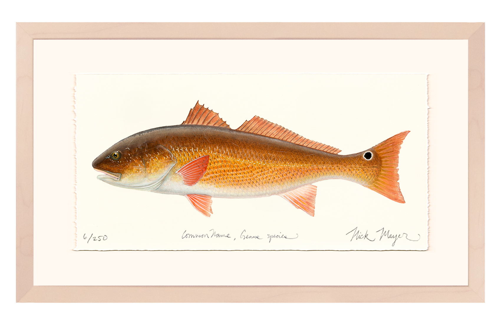 Redfish, 15 lbs. Limited Edition Print