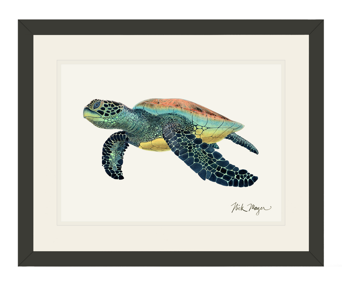 Green Sea Turtle II Print - NEW