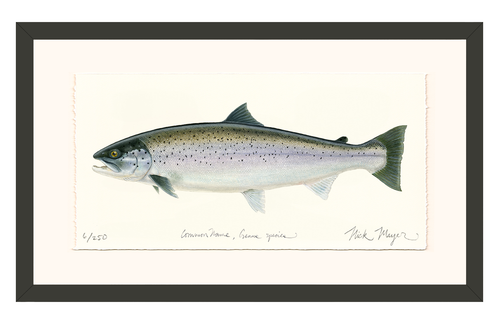 Sea Run Brown Trout Limited Edition Print