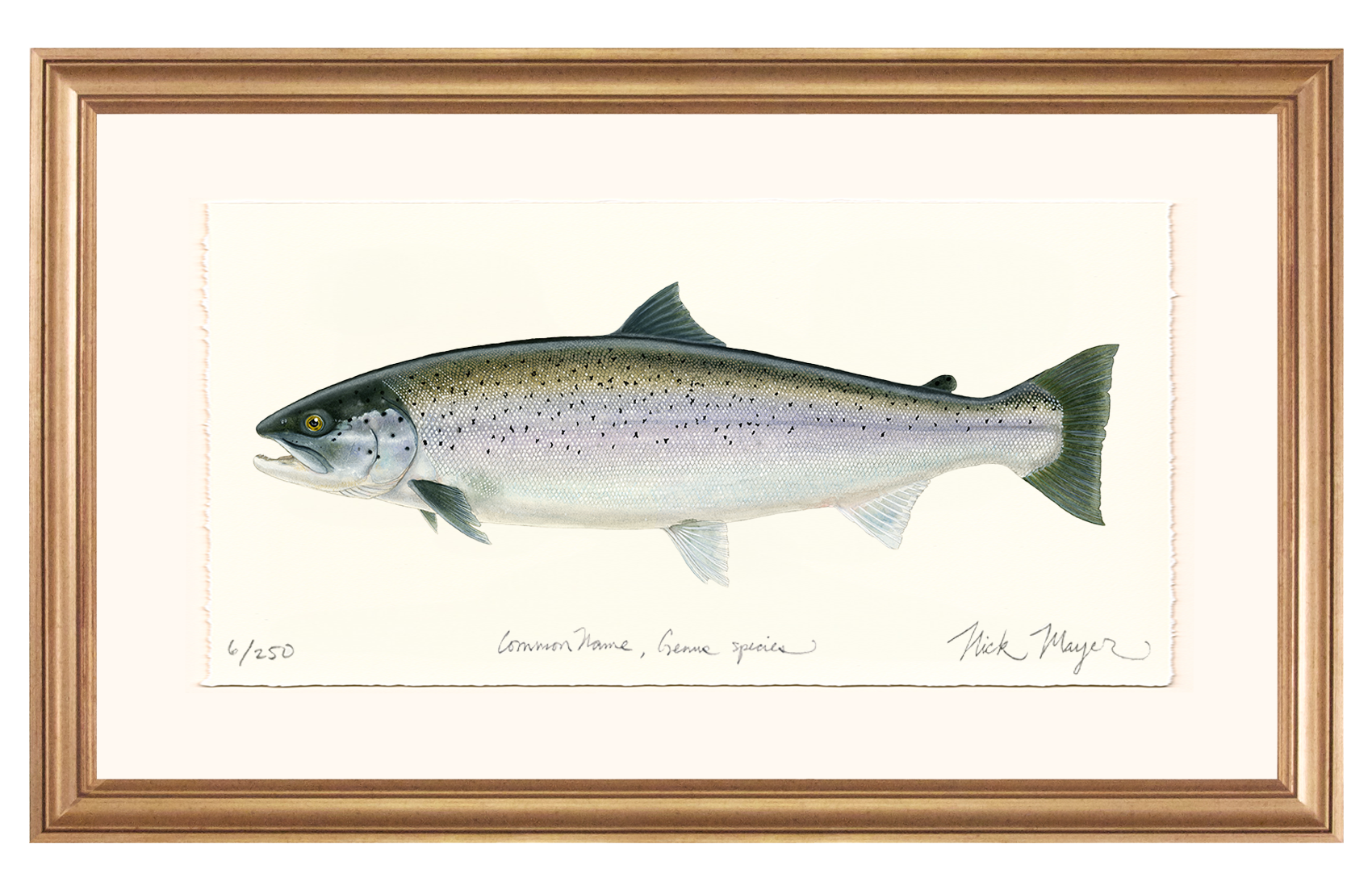 Sea Run Brown Trout Limited Edition Print