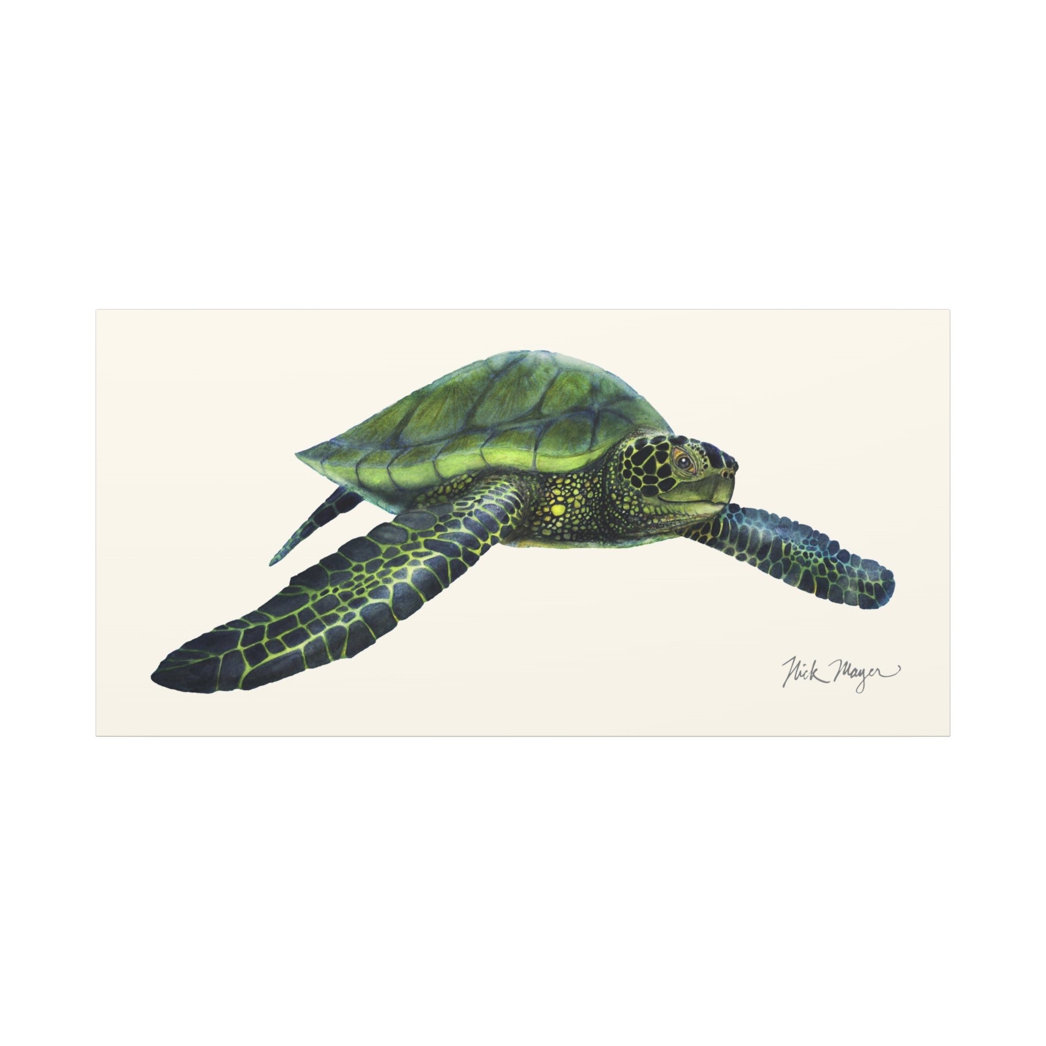 Green Sea Turtle I Canvas Print, 10" x 20"
