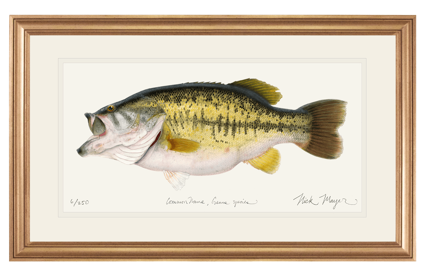 Largemouth Bass II, 14 lb Sharelunker Original Watercolor Painting