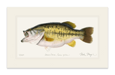 Largemouth Bass II, 14 lb Sharelunker Print