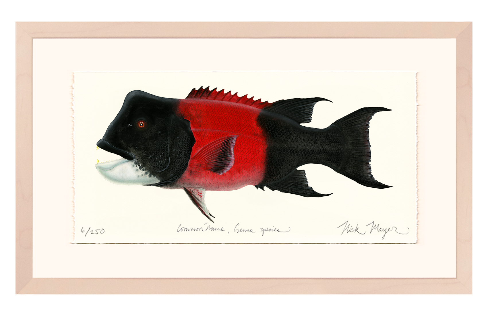 Bull CA Sheephead II Limited Edition Print