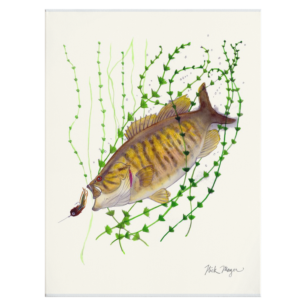 Bronzeback Smallmouth Bass Canvas Print